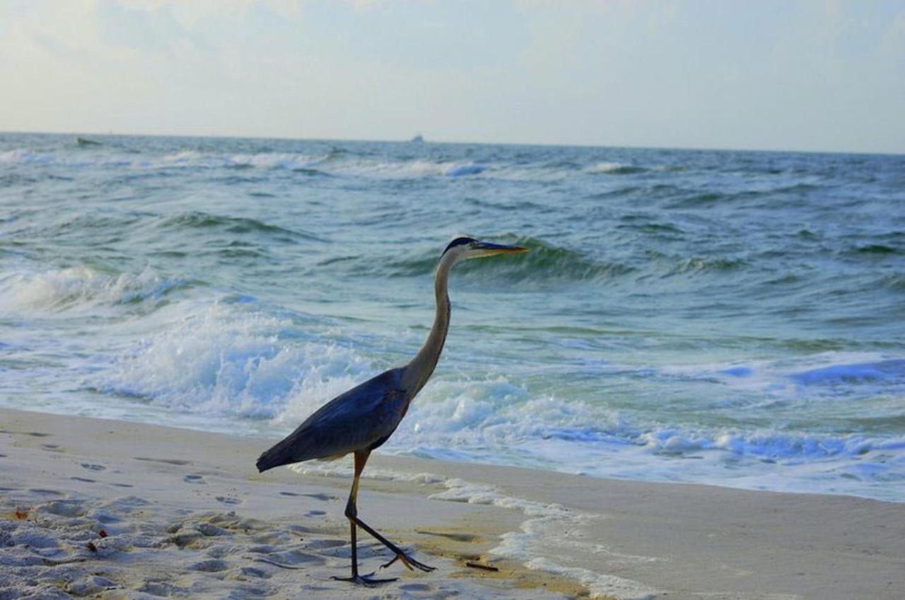 Tropical Winds 403 By Albvr - 2Br, 2Ba Beachfront Beauty With Incredible Views, Outdoor Pool, Fitness Room, And Grill Area Gulf Shores Kültér fotó